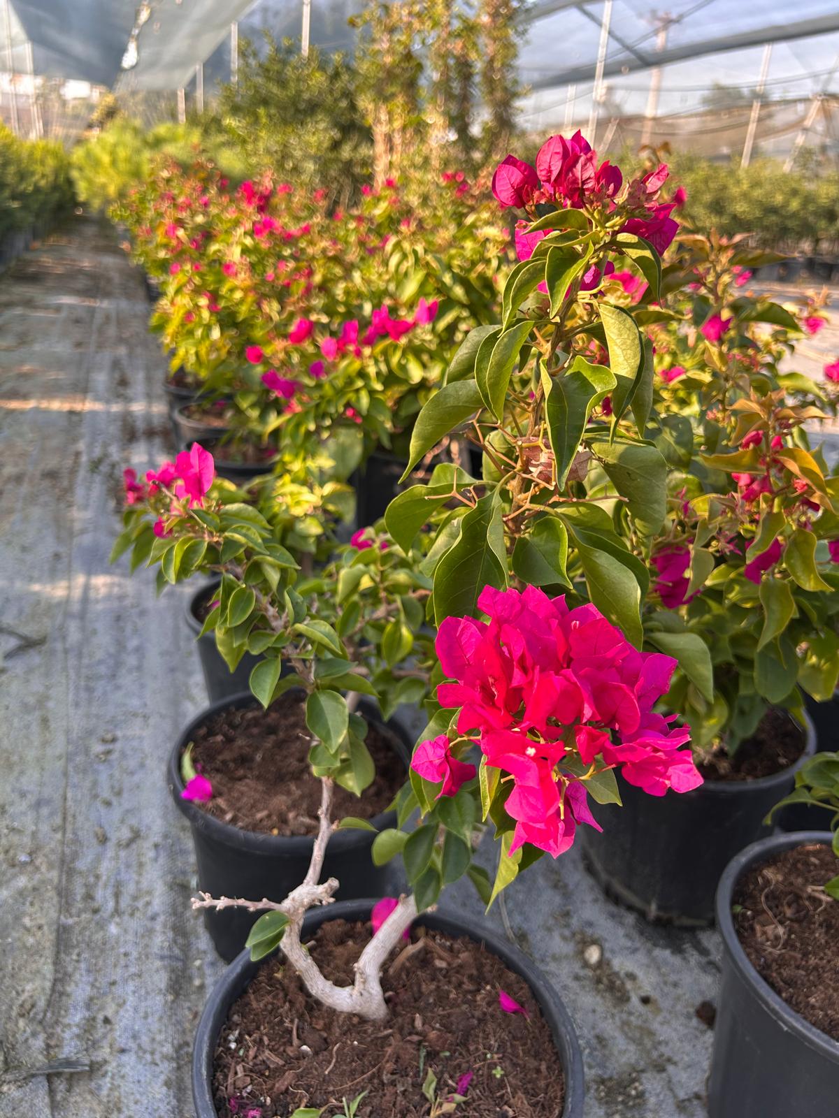 Bodur Begonvil (Dwarf Bougainvillea)