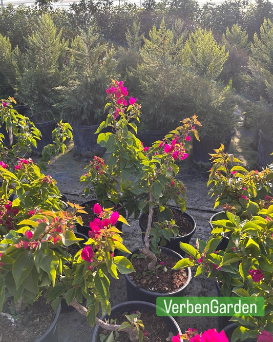 Bodur Begonvil (Dwarf Bougainvillea)