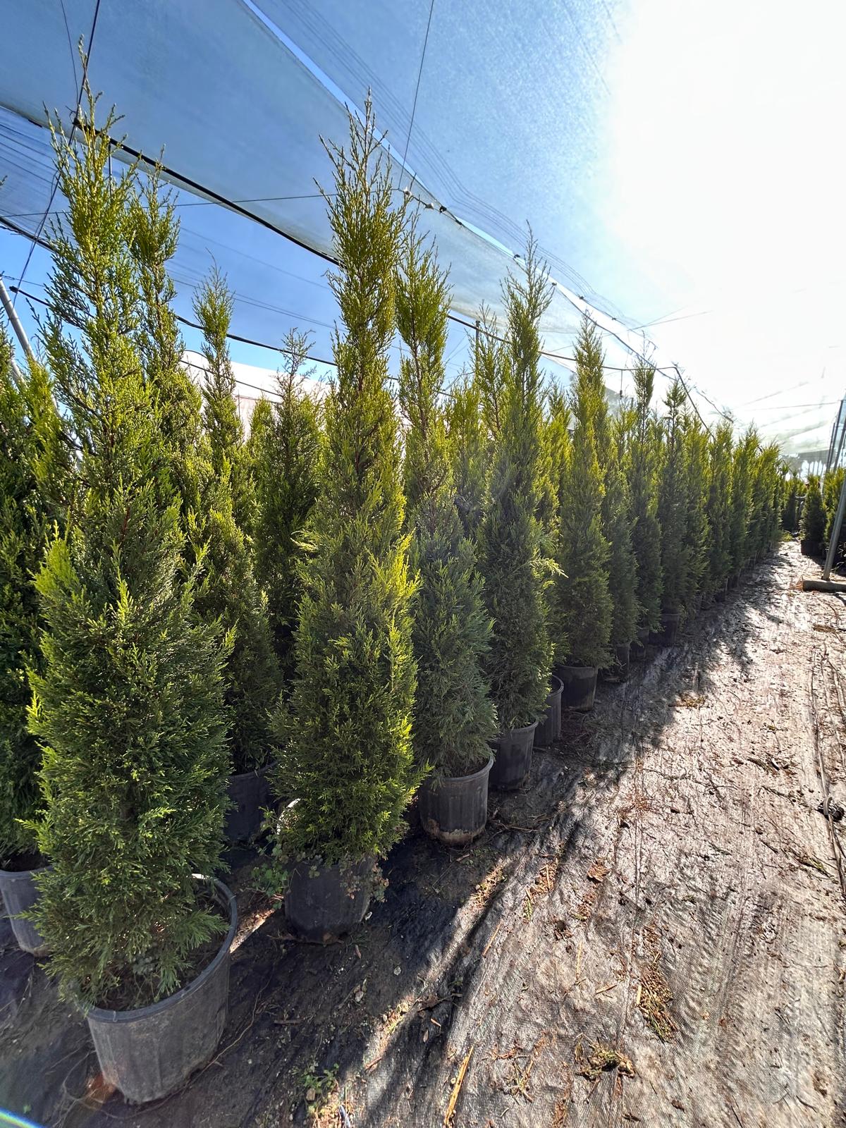 Limoni Servi (Cupressus Macrocarpa 'Goldcrest Wilma')