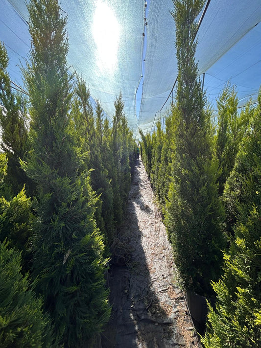 Limoni Servi (Cupressus Macrocarpa 'Goldcrest Wilma')