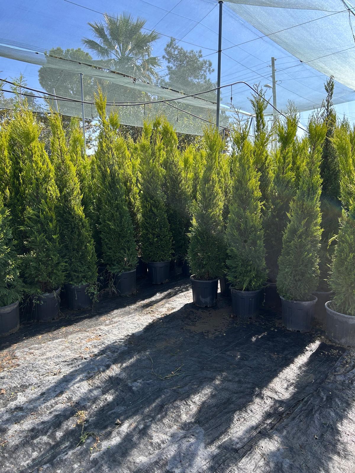 Limoni Servi (Cupressus Macrocarpa 'Goldcrest Wilma')