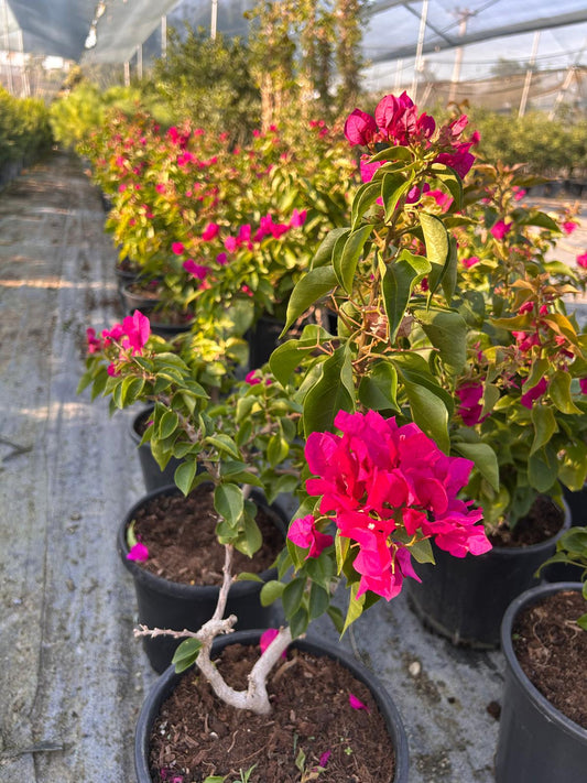 Bodur Begonvil (Dwarf Bougainvillea)