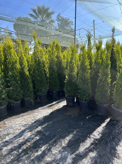 Limoni Servi (Cupressus Macrocarpa 'Goldcrest Wilma')
